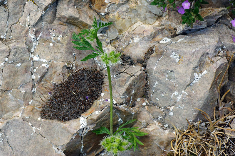 Anthriscus caucalis - no, Torilis nodosa